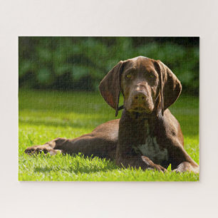 Deutscher Pointer Hund. Puzzle