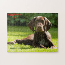 Deutscher Pointer Hund.