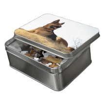 Deutscher Schäfer/Elsässer