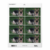 Deutscher Schäferhund (Vorne)