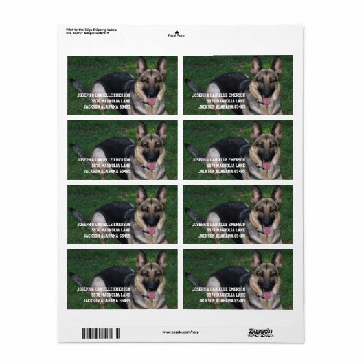 Deutscher Schäferhund (Vorne)