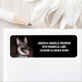 Deutscher Schäferhund (Insitu)