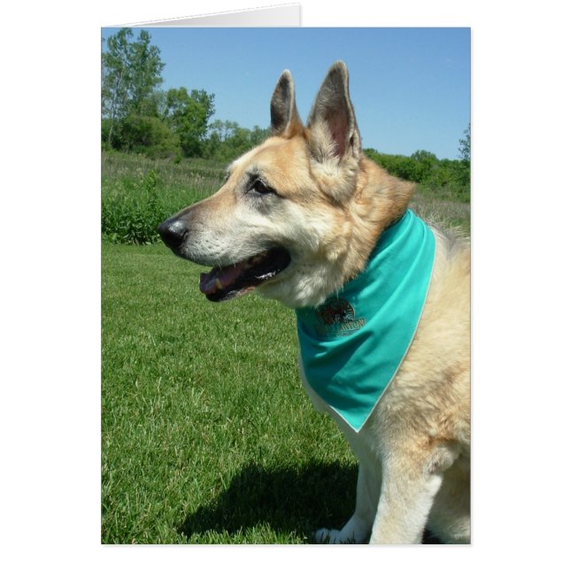 Deutscher Schäferhund (Vorne)