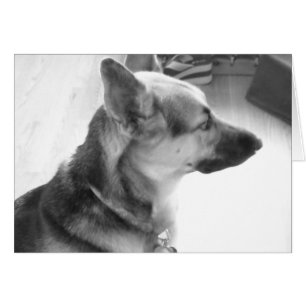 Deutscher Schäferhund