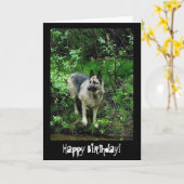 Deutscher Schäferhund an der Küste; glücklich zum Karte (Gelbe Blume)