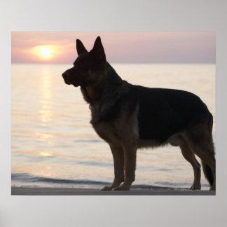 Deutscher Schäferhund auf Georgian Bay, Ontario, Poster