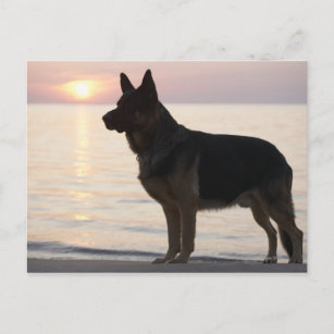 Deutscher Schäferhund auf Georgian Bay, Ontario, Postkarte