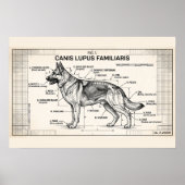Deutscher Schäferhund Bauplan Poster (Vorne)