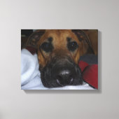 Deutscher Schäferhund/Boxer Mix geschlossen Leinwanddruck (Vorderseite)