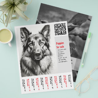 Deutscher Schäferhund Flyer