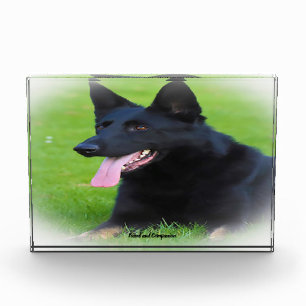 Deutscher Schäferhund. Fotoblock