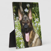 Deutscher Schäferhund Fotoplatte (Seite)