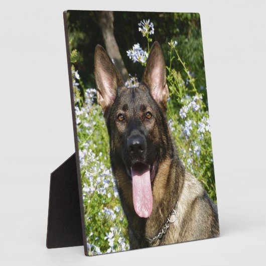 Deutscher Schäferhund Fotoplatte (Seite)