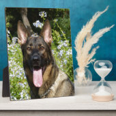 Deutscher Schäferhund Fotoplatte (Seite)