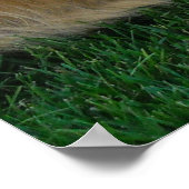 Deutscher Schäferhund/Goldener Retriever Poster (Ecke)