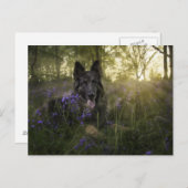 Deutscher Schäferhund im Sprintime Postkarte (Vorne/Hinten)