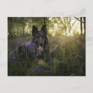 Deutscher Schäferhund im Sprintime Postkarte