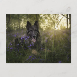 Deutscher Schäferhund im Sprintime Postkarte