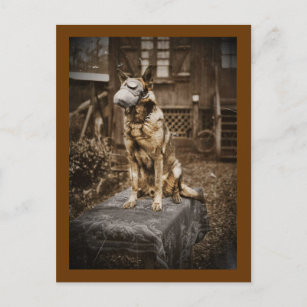 Deutscher Schäferhund in Gasmaske Postkarte