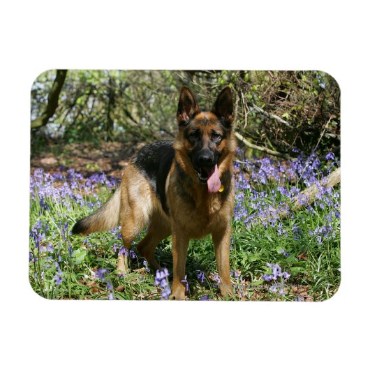 Deutscher Schäferhund legt ab Magnet (Horizontal)