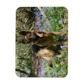Deutscher Schäferhund legt ab Magnet (Vertikal)