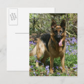 Deutscher Schäferhund legt ab Postkarte (Vorne/Hinten)