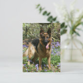 Deutscher Schäferhund legt ab Postkarte (Stehend Vorderseite)