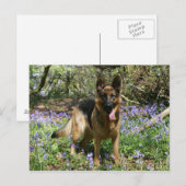 Deutscher Schäferhund legt ab Postkarte (Vorne/Hinten)