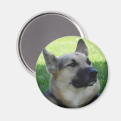 Deutscher Schäferhund Magnet (Vorderseite/Rückseite)