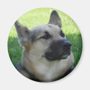 Deutscher Schäferhund Magnet