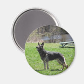 Deutscher Schäferhund Magnet (Vorderseite/Rückseite)