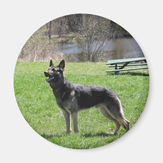 Deutscher Schäferhund Magnet (Vorne)