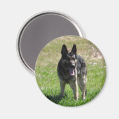 Deutscher Schäferhund Magnet (Vorderseite/Rückseite)