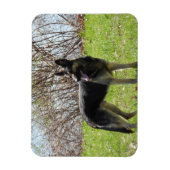 Deutscher Schäferhund Magnet (Vertikal)