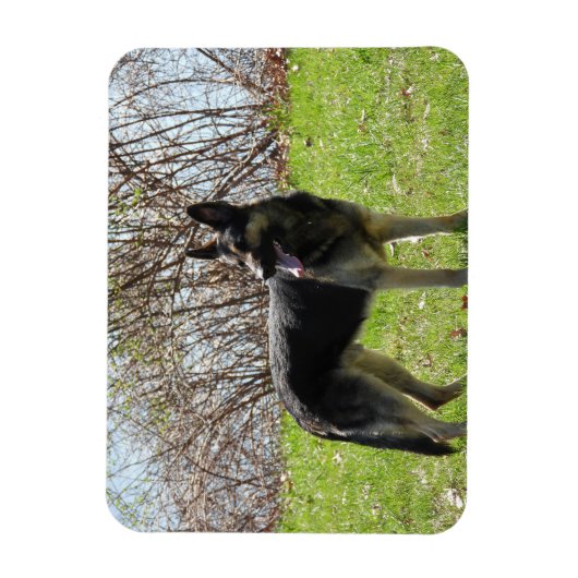 Deutscher Schäferhund Magnet (Vertikal)