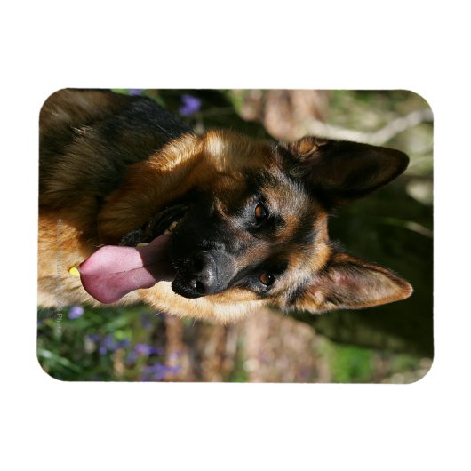 Deutscher Schäferhund Magnet (Horizontal)