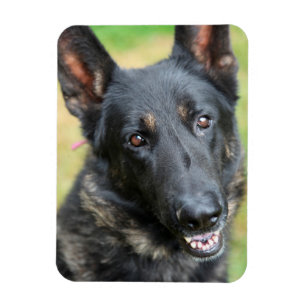Deutscher Schäferhund Magnet