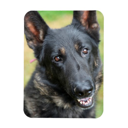 Deutscher Schäferhund Magnet (Vertikal)