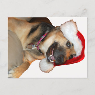 Deutscher Schäferhund mit einem Weihnachtshut Feiertagspostkarte