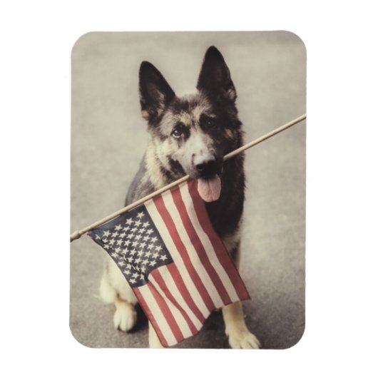 Deutscher Schäferhund mit US-Flagge Magnet (Vertikal)