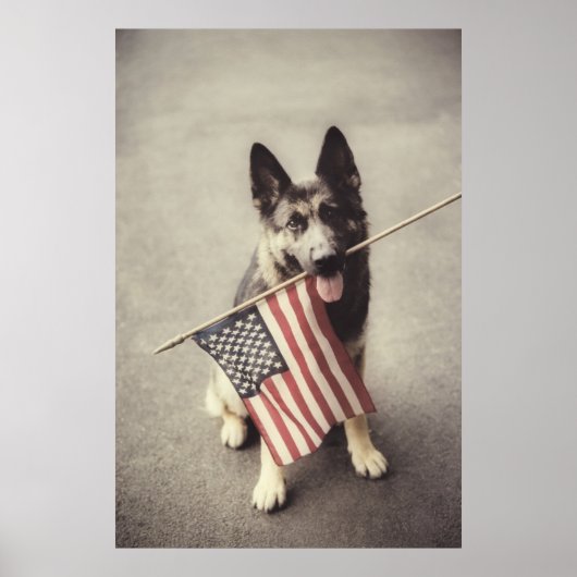 Deutscher Schäferhund mit US-Flagge Poster (Vorne)