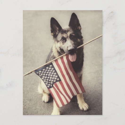 Deutscher Schäferhund mit US-Flagge Postkarte (Vorderseite)