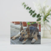 Deutscher Schäferhund mit zwei Augenfarben Postkarte (Stehend Vorderseite)