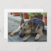 Deutscher Schäferhund mit zwei Augenfarben Postkarte (Vorne/Hinten)