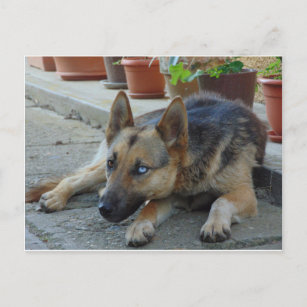 Deutscher Schäferhund mit zwei Augenfarben Postkarte