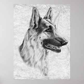 Deutscher Schäferhund Poster