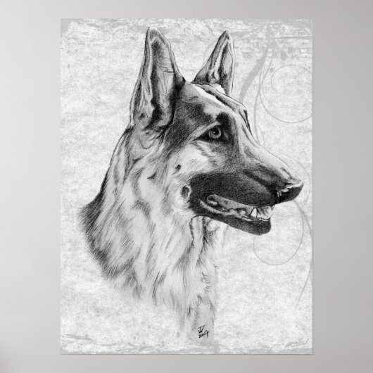 Deutscher Schäferhund Poster (Vorne)