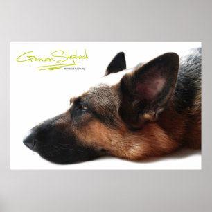 Deutscher Schäferhund Poster