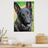 Deutscher Schäferhund Poster (Küche)