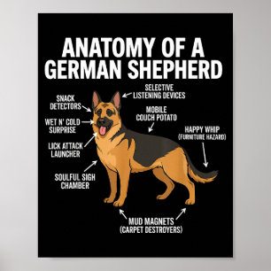 Deutscher Schäferhund Poster